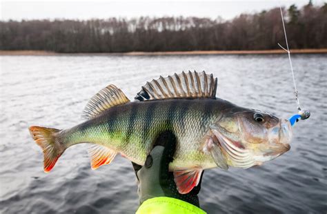 TOP 7 Best Perch Fishing Lures 2024 - Feed the Ferocious!