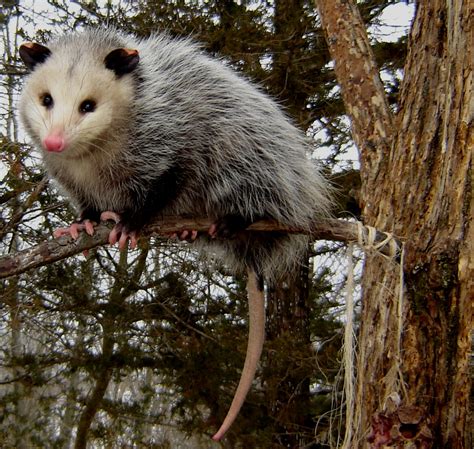 Opossums Amazing Facts