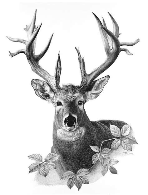 Deer Pencil Drawing Print Deer Art Print Majestic Deer - Etsy