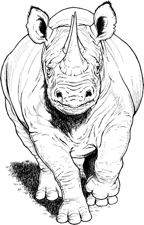 Free Rhino Coloring Pages