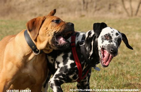 Bullmastiff Dog Temperament - Bullmastiff Dog Information Center