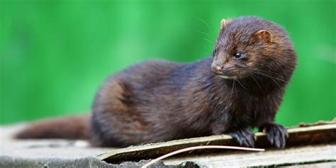 Wild Wetlands: Mammals | Tame Valley Wetlands