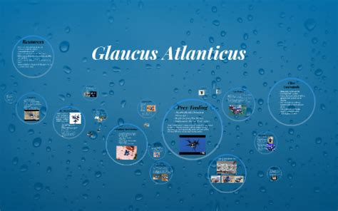 Glaucus Atlanticus by Dewi Johnson on Prezi