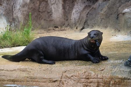 Giant Otter | Habitat, Size & Adaptations | Study.com