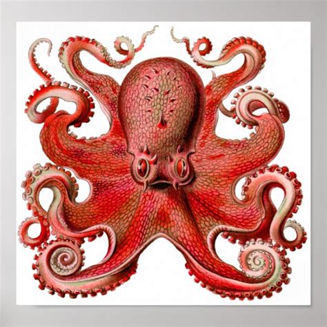 Haeckel Octopus Red Poster | Zazzle.com