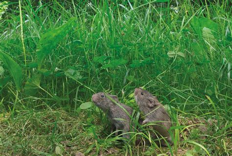 Prairie vole partners split up if one drinks more than the other | New ...