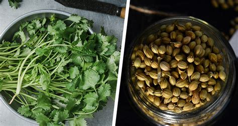 Cilantro vs. Coriander: Is There Actually a Difference?