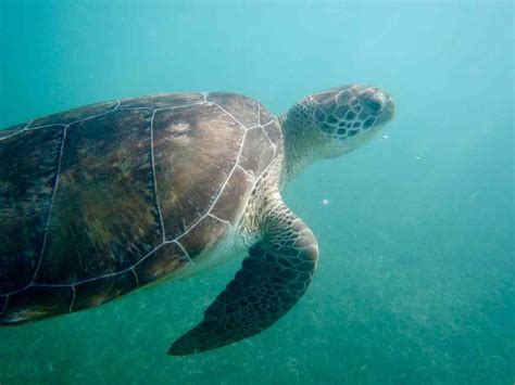 The best snorkeling in Tulum: where to go and what to expect