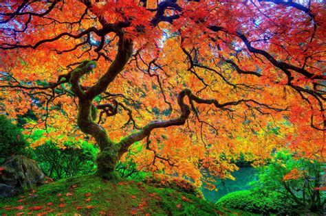 Japanese Maple Tree Wallpapers - Wallpaper Cave