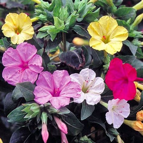 Four O Clock Flowers For Sale / Four O'clock, Pink Trumpet Seed, 500 Seeds Organic, Vivid ...