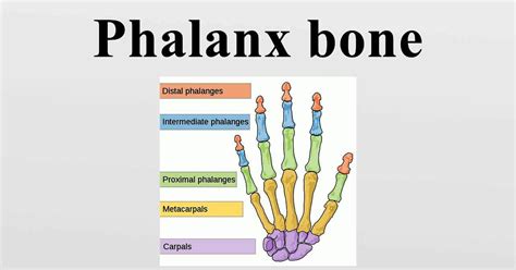 Phalanx bone - Medically