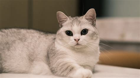 Munchkin Cat Breed Profile | Litter-Robot