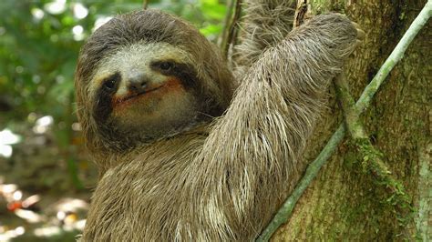 Animal Misfits | Three-toed Sloth: The Slowest Mammal in the World | Nature | PBS