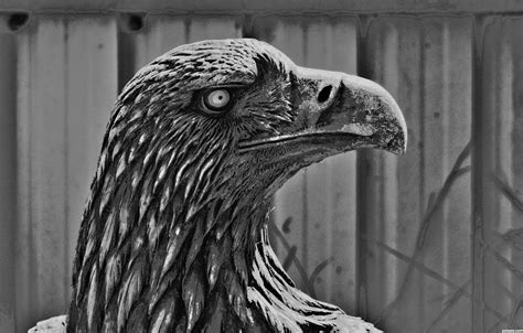 Eagle Eye picture, by smokebigbird for: bw hdr photography contest - Pxleyes.com