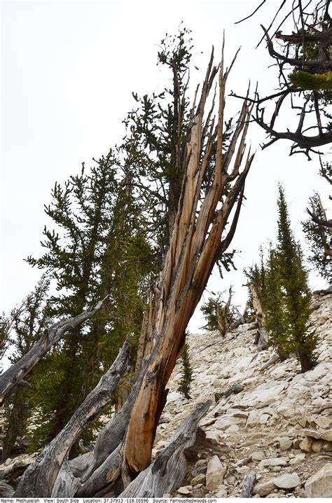 Methuselah Tree - Famous Bristlecone Pines