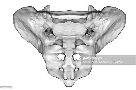 Sacrum Bone Illustration High-Res Vector Graphic - Getty Images