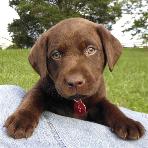 Chocolate Lab And Black Lab Mix Puppies : Black and chocolate lab | CUTENESS | Pinterest ...