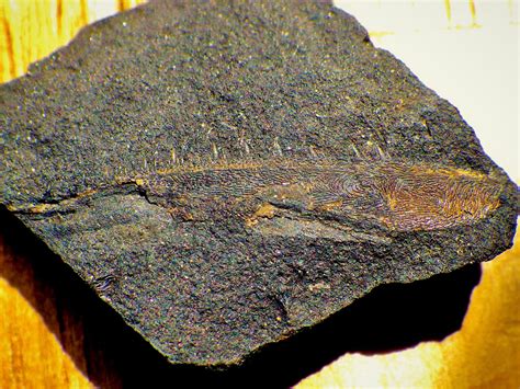 Scottish Carboniferous Sarcopterygians - The Fossil Forum