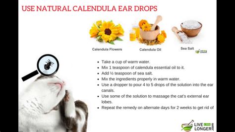 Top 75 of Home Remedies For Ear Mites | meloveforyouisreal