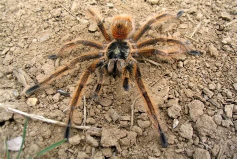 Top10 OF Everything: Top 10 Largest Spiders