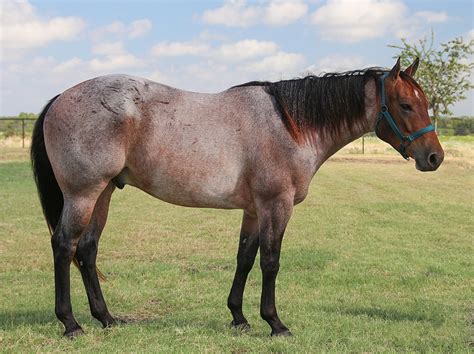 12 Most Common Horse Colors: Patterns, Markings, & Pictures