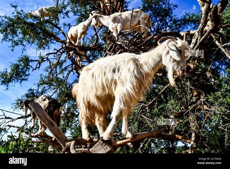 Argan trees and the goats on the way between Marrakesh and Essaouira in ...