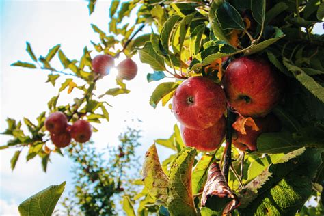 Easy Fruit Tree Pollination Guide – Apple, Plum, Cherry and more! › Anything Grows