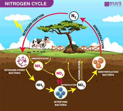 Nitrogen Cycle Easy Diagram Nitrogen Cycle Diagram Sanders Doreas | The ...