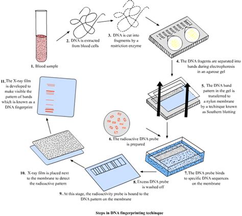 How is "DNA fingerprinting" done? | Socratic