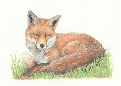 Beautiful Realistic Fox Drawing // Wildlife Art | Etsy