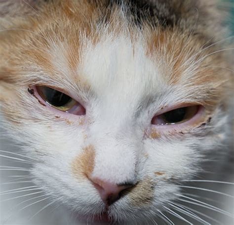 Help! I think my cat has an eye infection | Charlotte Vet | Carolina Veterinary Specialists