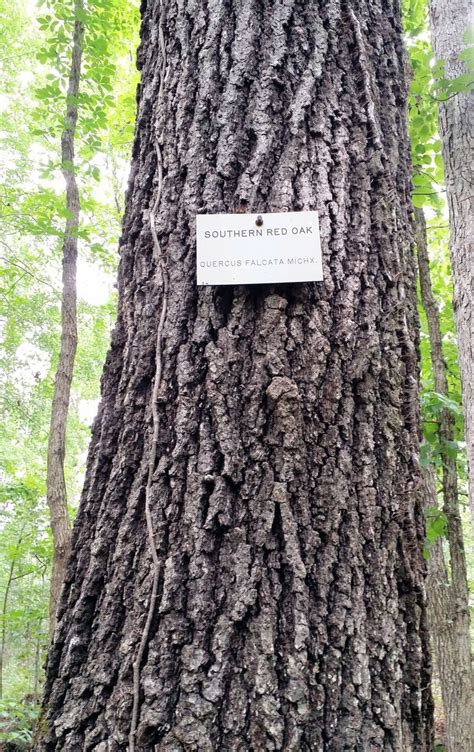 Southern Red Oak tree bark, located at University of Georgia's Thompson Mill Forest arboretum ...