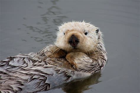 NOAA's National Ocean Service Ocean Images: Southern Sea Otter