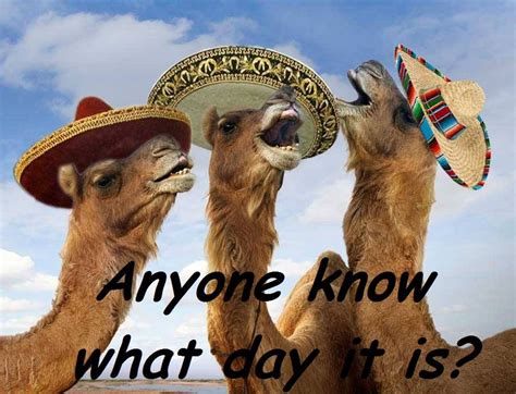 Wednesday Camel Memes