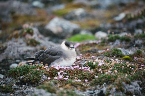 Arctic Food Web: Everything You Need To Know | Poseidon Expeditions