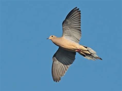 Mourning Dove - NestWatch