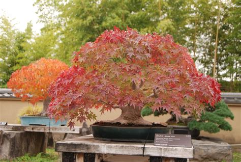 Best Styles For Japanese Maple Bonsai