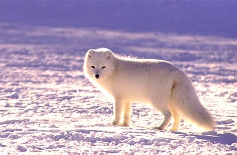 Arctic Fox - Description, Habitat, Image, Diet, and Interesting Facts