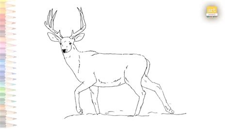 Mule Deer Buck Drawing