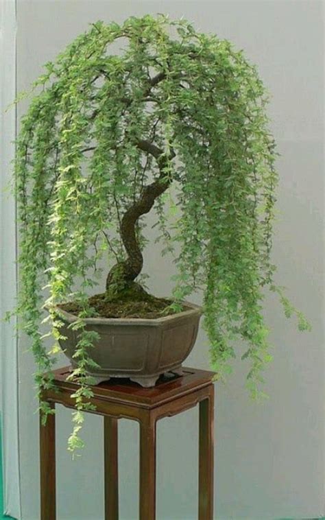 Bonsai Green Weeping Willow Tree Thick Trunk Cutting - Etsy