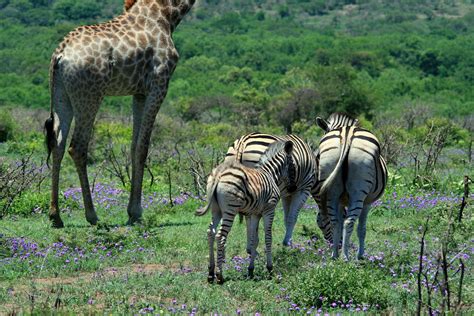 Female Zebra With Foal Following Free Stock Photo - Public Domain Pictures