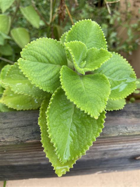 Coleus amboinicus, formerly known as Plectranthus amboinicus (Photo by Angel D Vega. Licensed ...