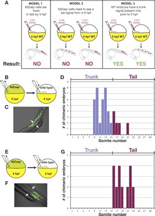 The regulation of mesodermal progenitor cell commitment to somitogenesis subdivides the ...