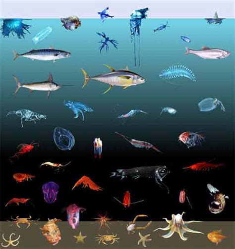 How does depth affect the color of marine animals? : Ocean Exploration Facts: NOAA Office of ...