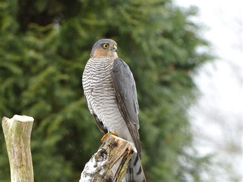 Female Sparrowhawks (Male vs Female: Identification Guide) | Birdfact