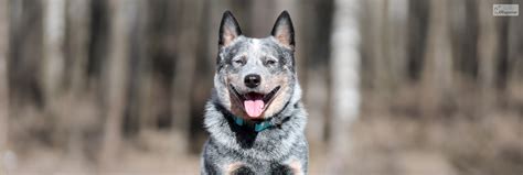 Training Your Blue Heeler: Tips and Techniques for Success