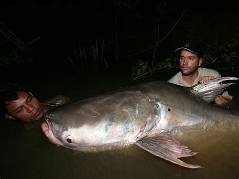 Mekong Giant Catfish Habitat