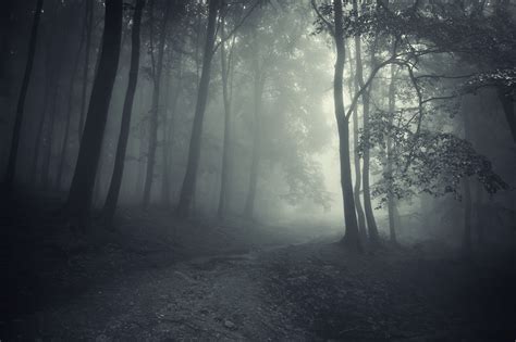 Spooky Forest Wallpaper (68+ images)