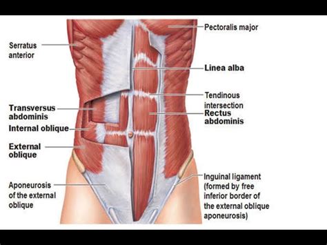 Core Muscles Anatomy