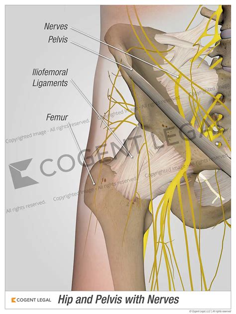 Hip and Pelvis with Nerves